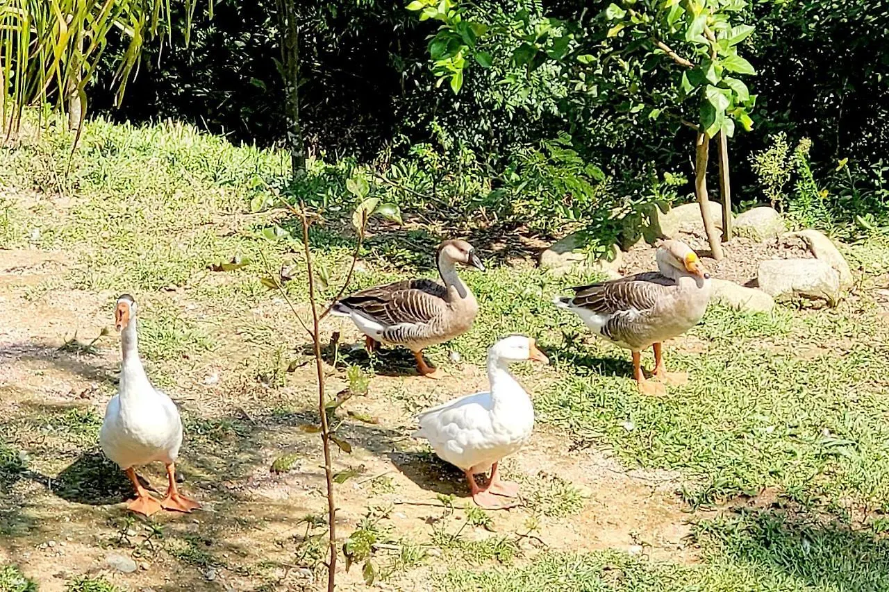Recanto Dos Sabias - Chales Sao Bonifacio Sc